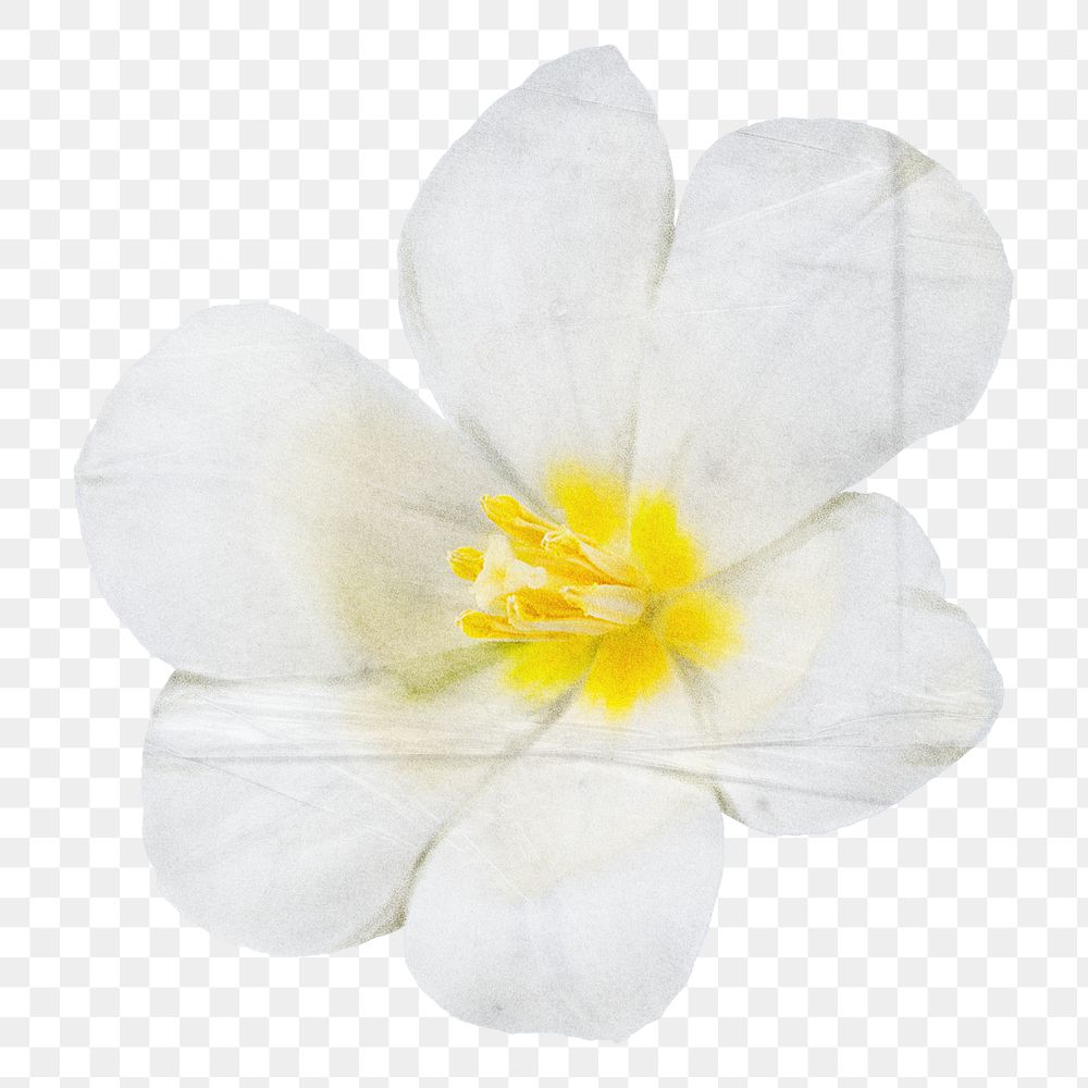 White tulip png full bloom flower sticker, transparent background