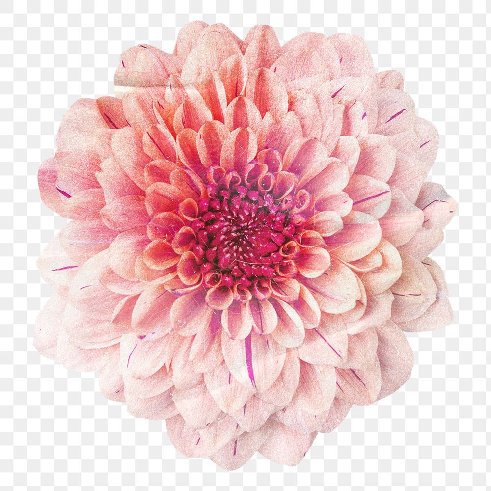 Pink chrysanthemum png flower journal sticker, transparent background