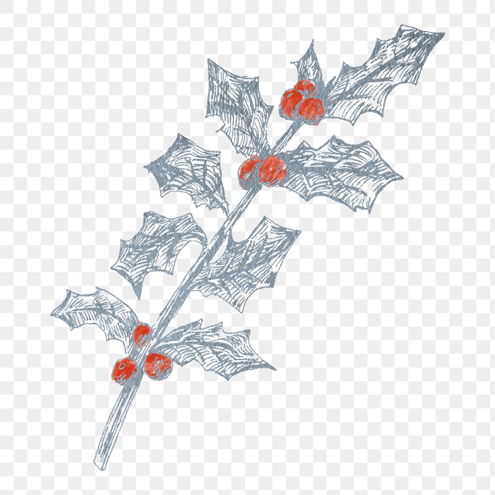 Holly branch png sticker, transparent background