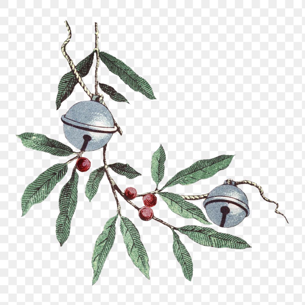 Holly branch png sticker, transparent background