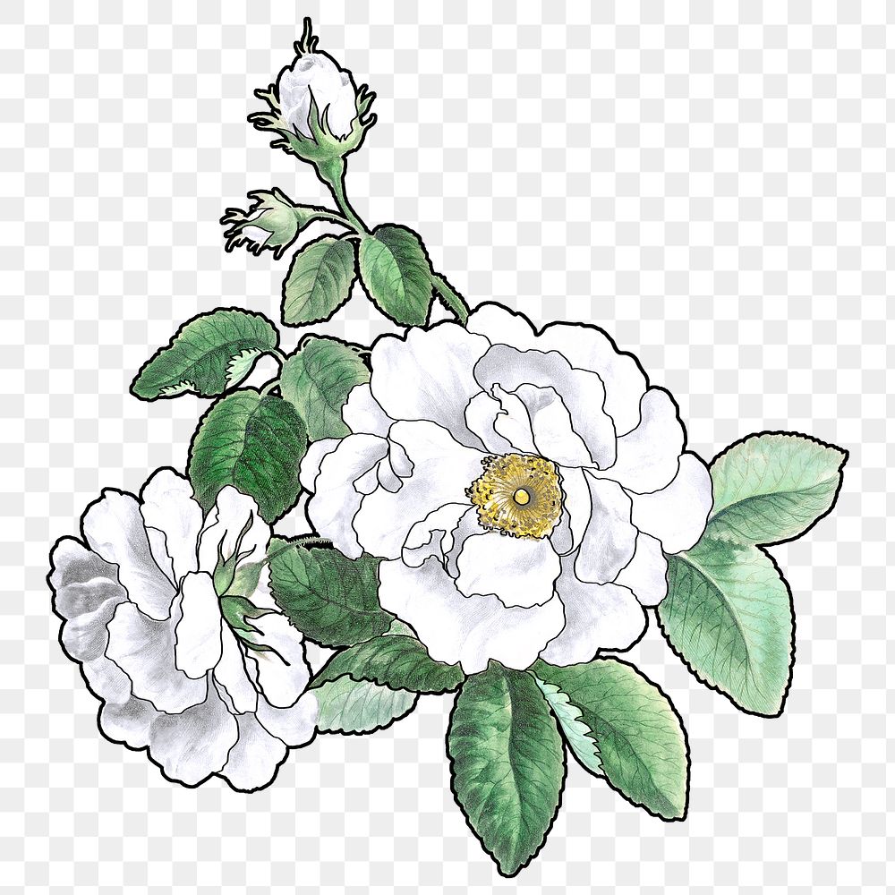 White rose png flower sticker, transparent background, remixed by rawpixel