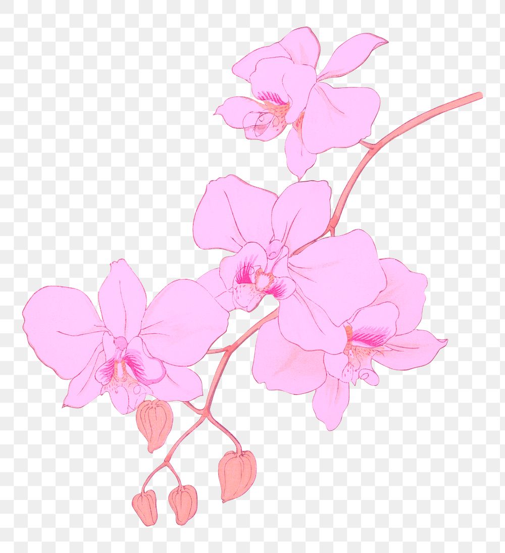 Pink flower png moth orchid sticker, transparent background, remixed by rawpixel