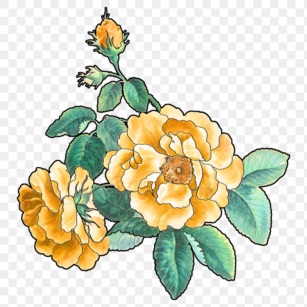 Yellow rose png flower sticker, transparent background, remixed by rawpixel