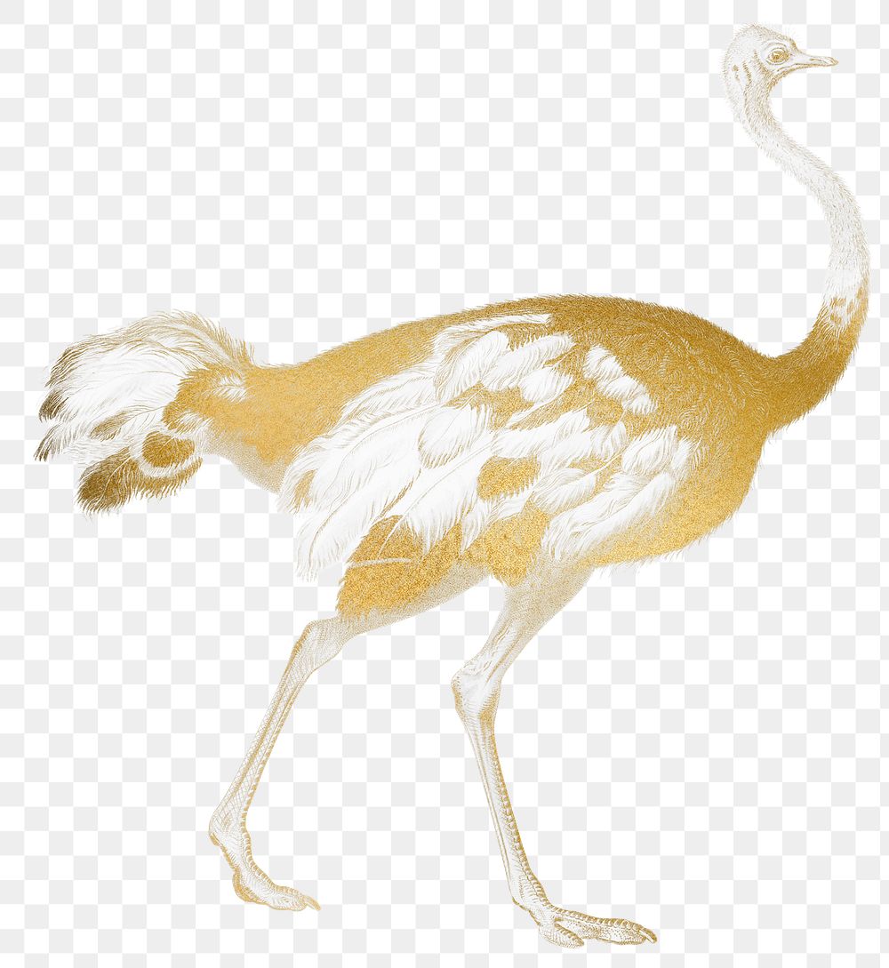 Gold ostrich png animal sticker, transparent background