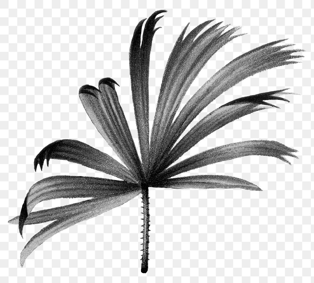 Palm leaf png black sticker, transparent background