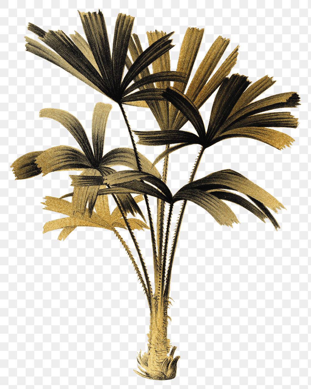 PNG gold mangrove fan palm sticker, transparent background