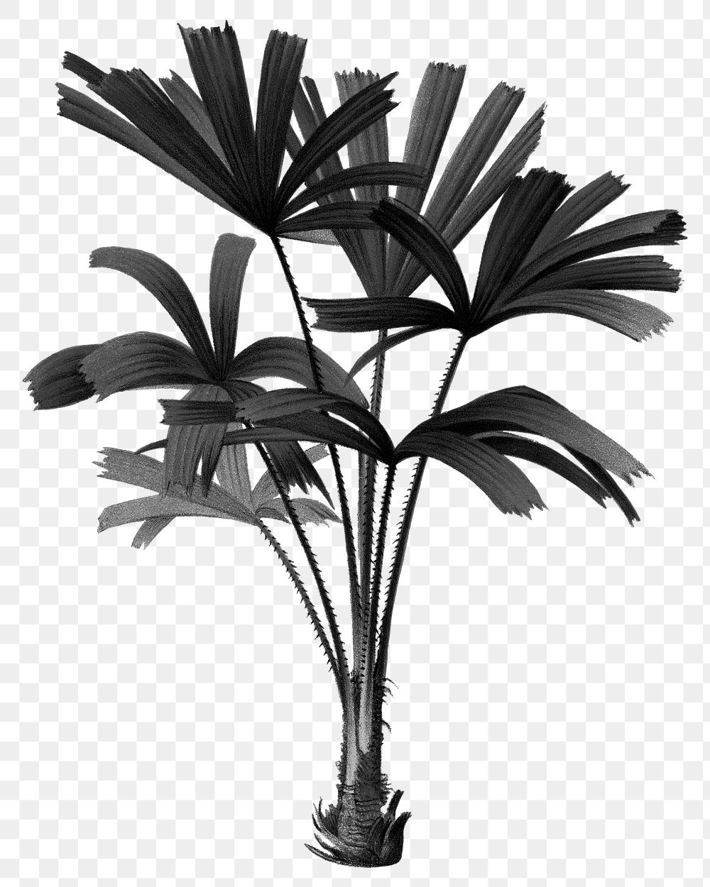 PNG black mangrove fan palm sticker, transparent background