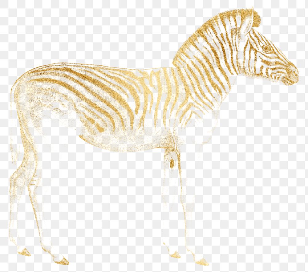 Gold zebra png animal sticker, transparent background