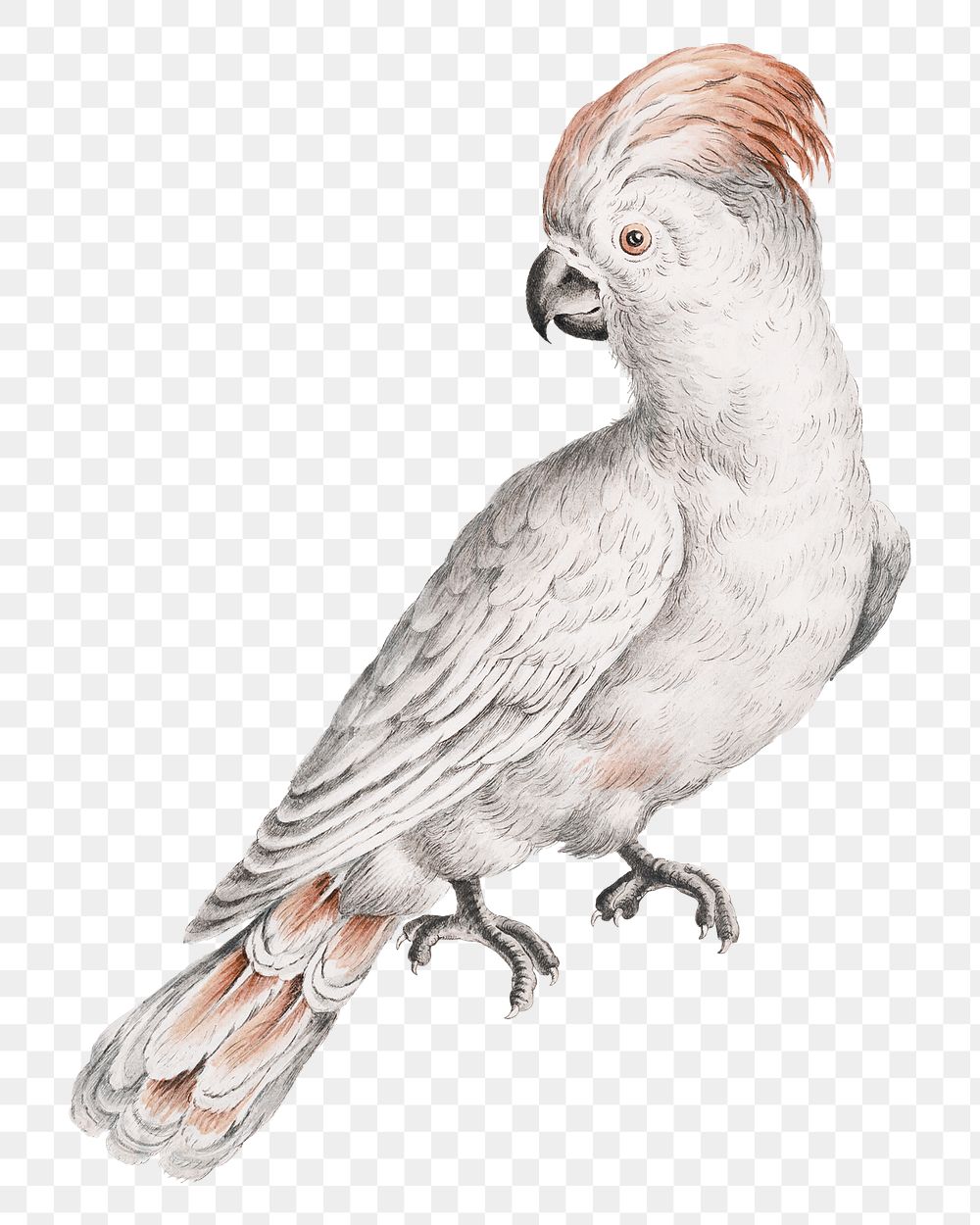 Cockatoo bird png sticker, transparent background