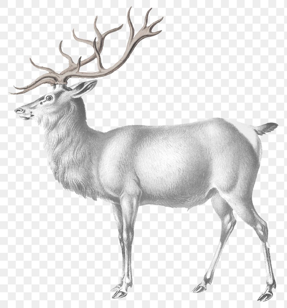 Vintage elk png animal sticker, transparent background