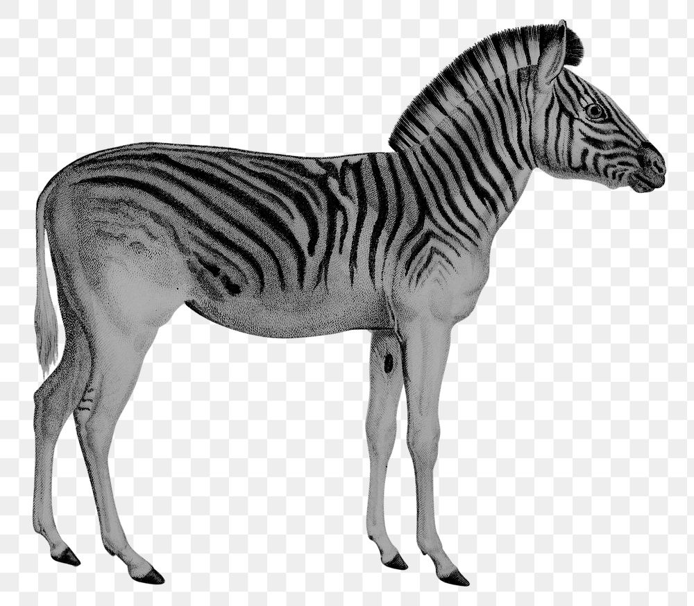 Vintage zebra png animal sticker, transparent background