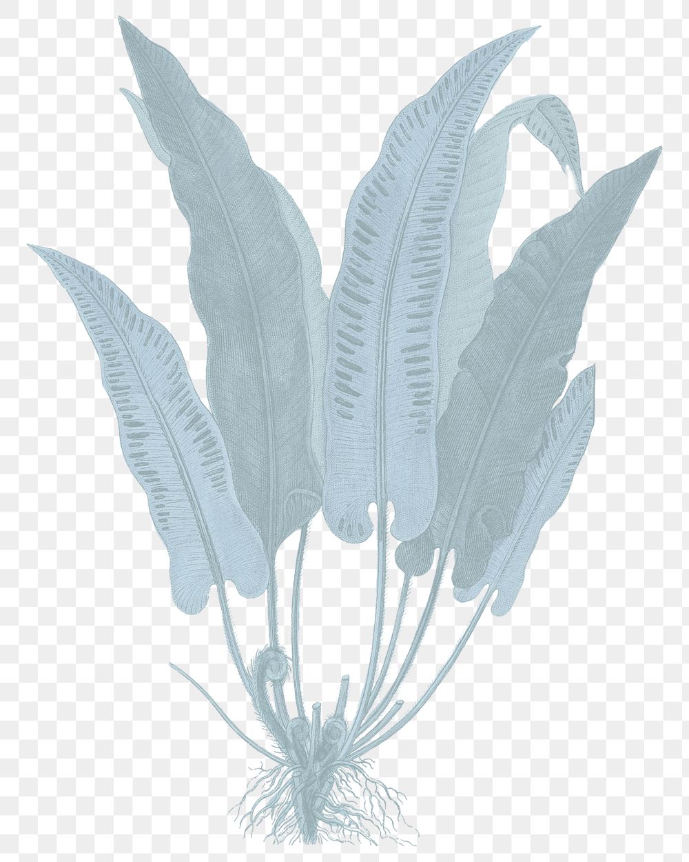 Blue plant png hart's-tongue fern sticker, transparent background