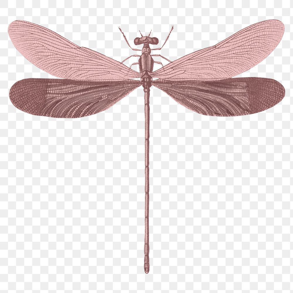Pink dragonfly png insect sticker, transparent background