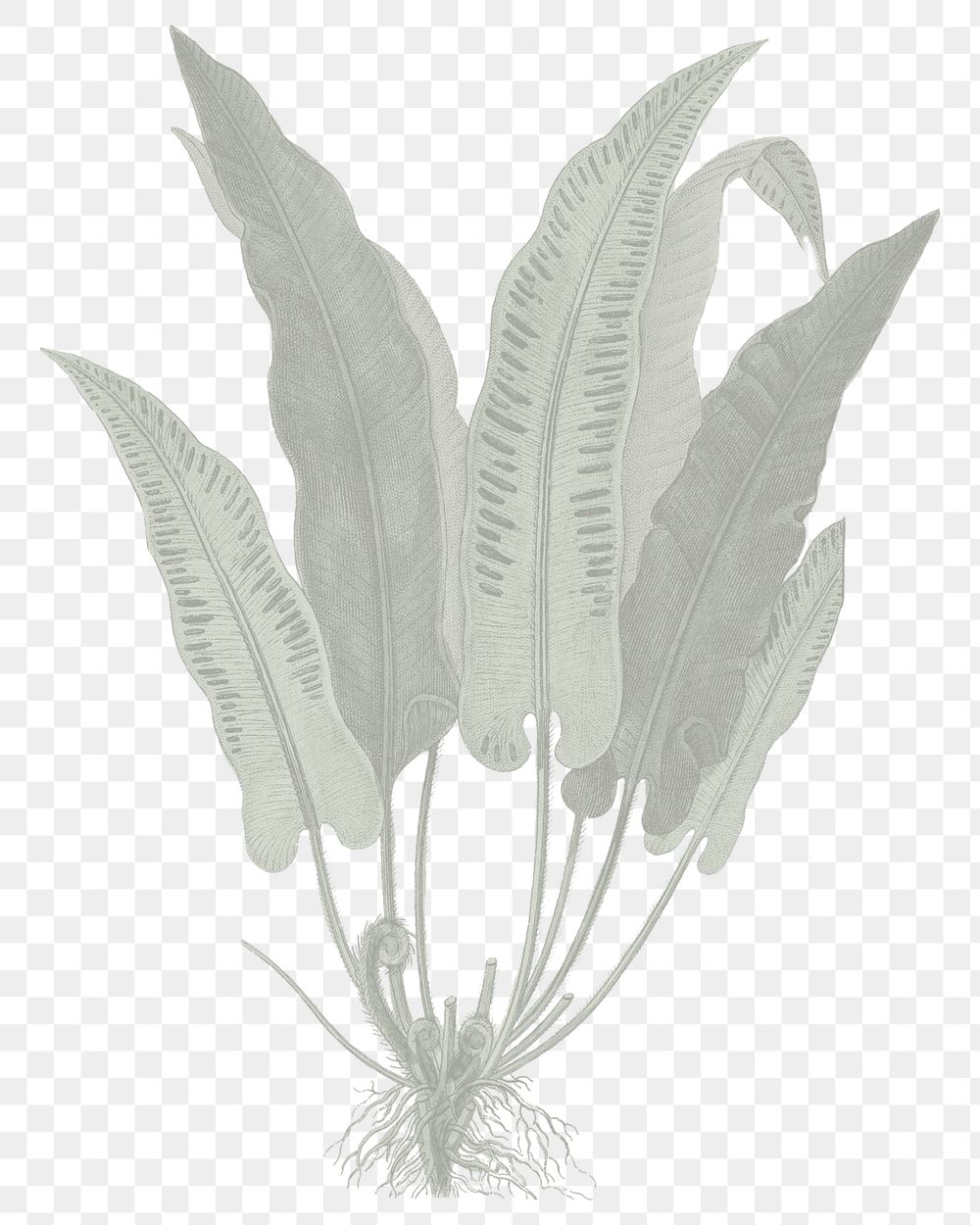 PNG hart's-tongue fern sticker, transparent background