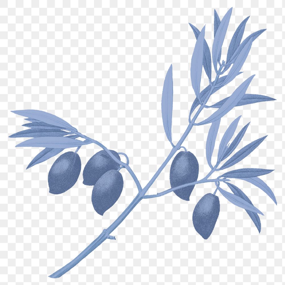 Olive branch png blue plant sticker, transparent background