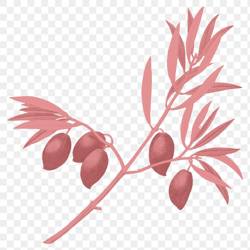 PNG red olive branch sticker, transparent background