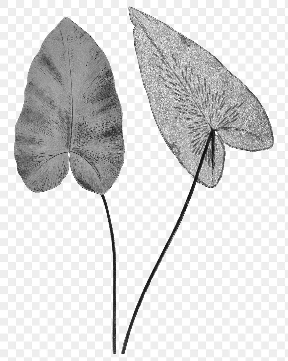 Black plant png heart fern sticker, transparent background