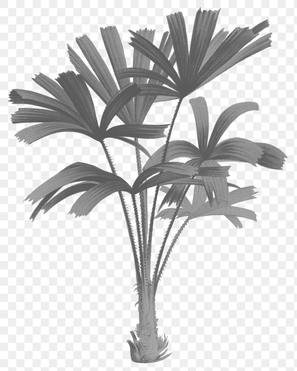 PNG gray mangrove fan palm sticker, transparent background