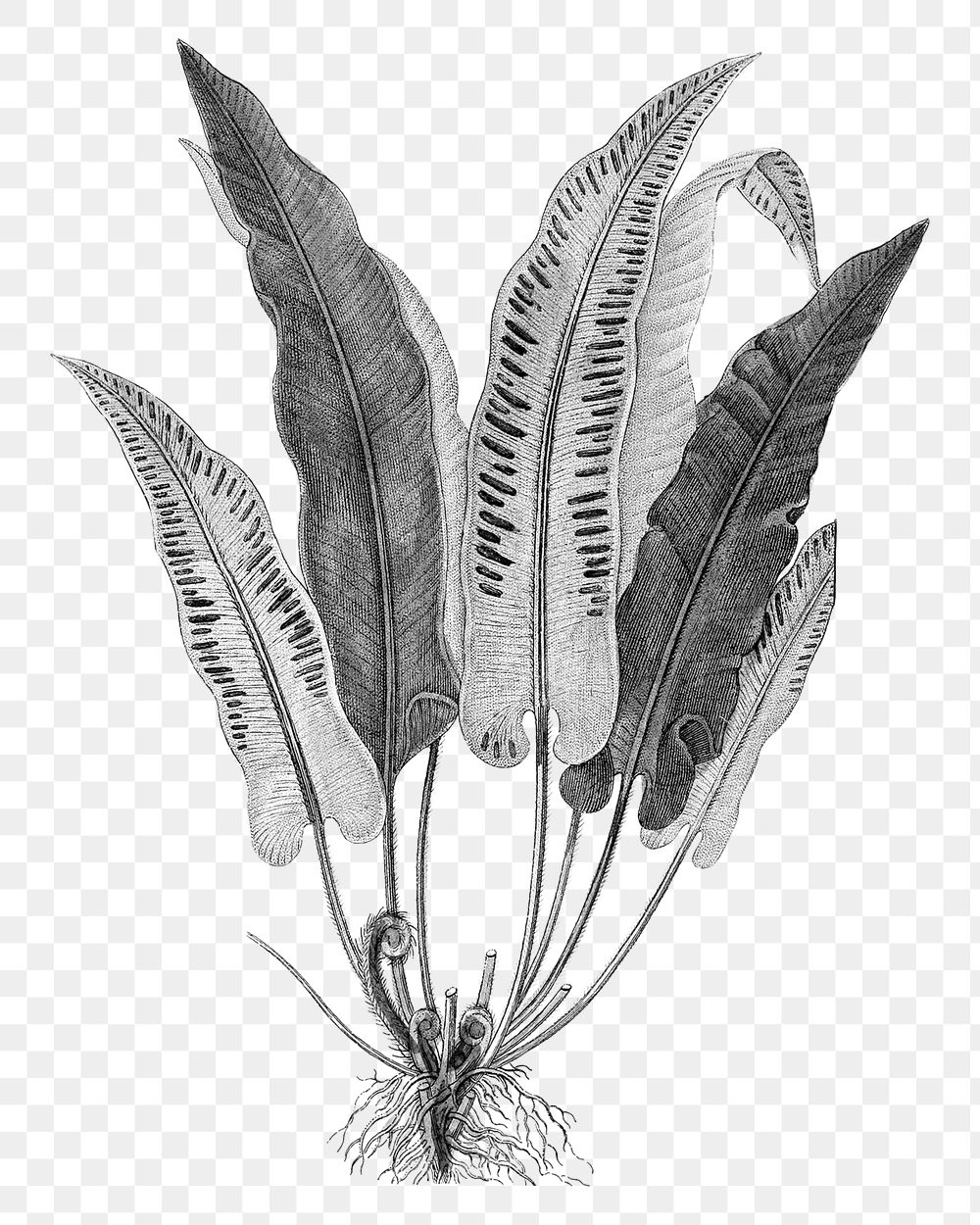 Black plant png hart's-tongue fern sticker, transparent background