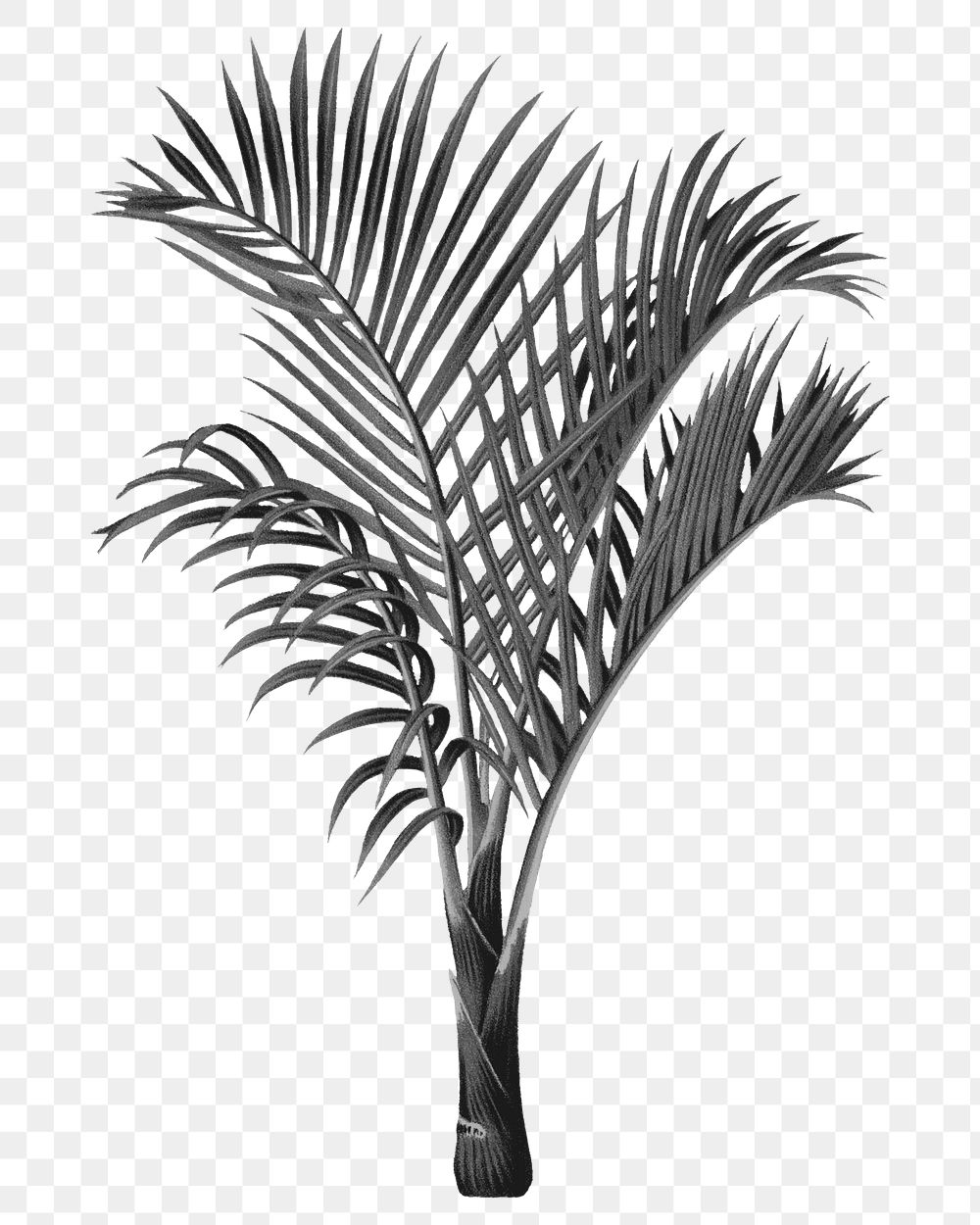 Palm tree png black sticker, transparent background