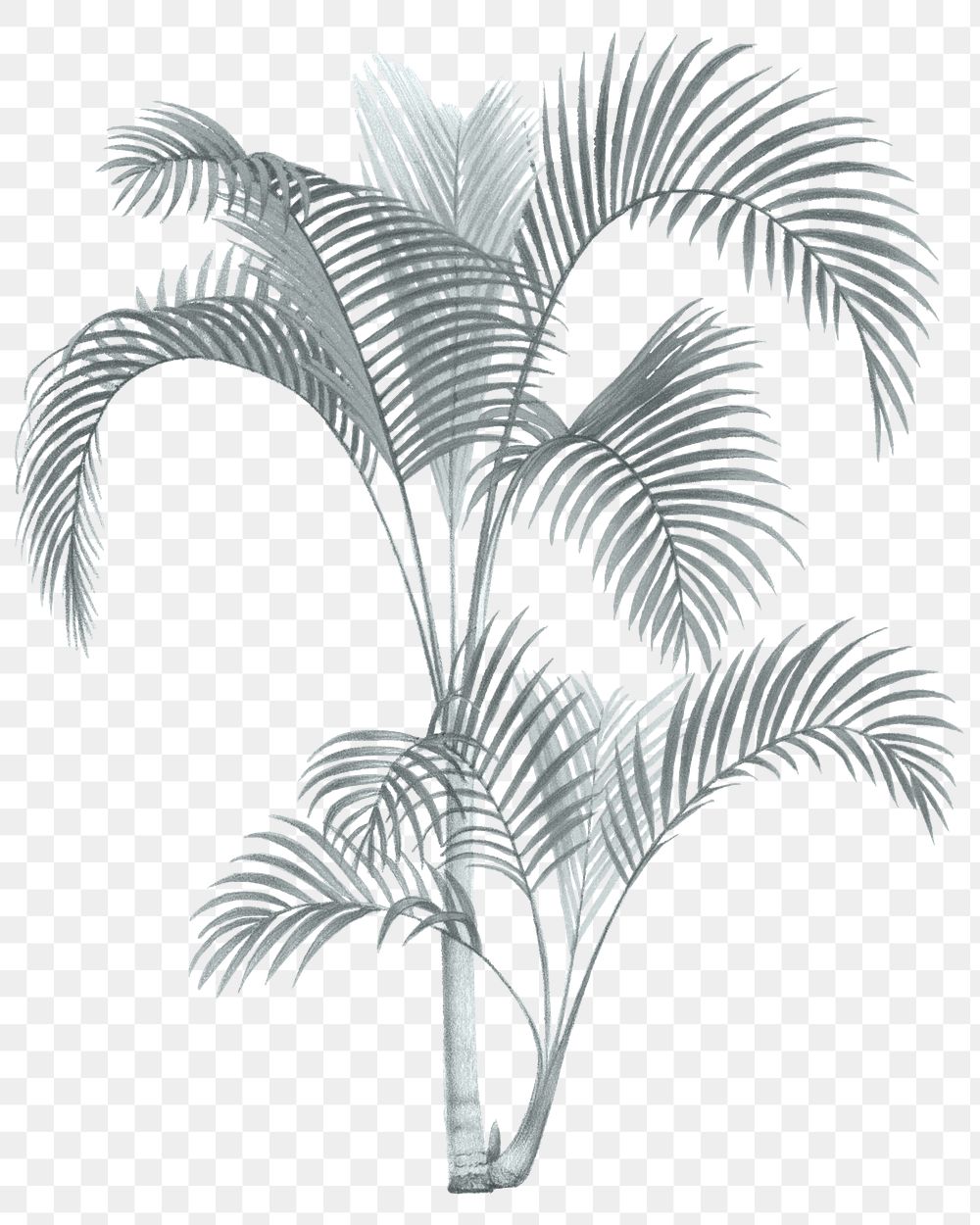 Palm tree png tropical sticker, transparent background