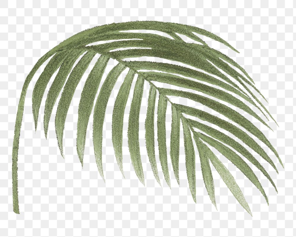Palm leaf png tropical plant sticker, transparent background