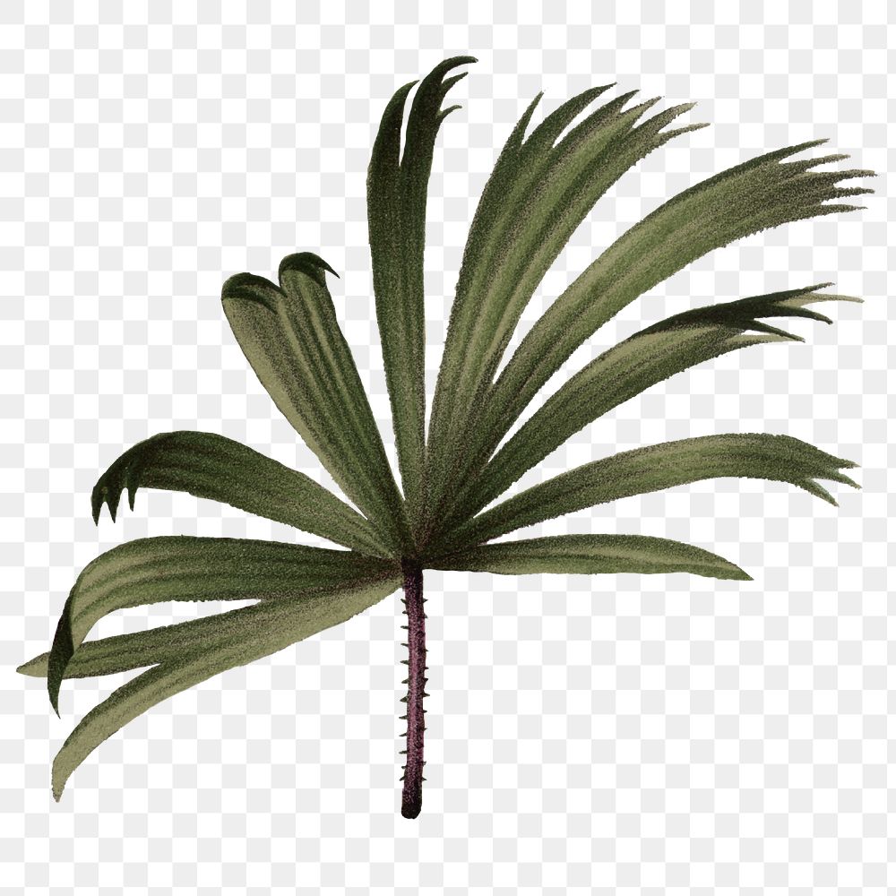 PNG mangrove fan palm leaf sticker, transparent background