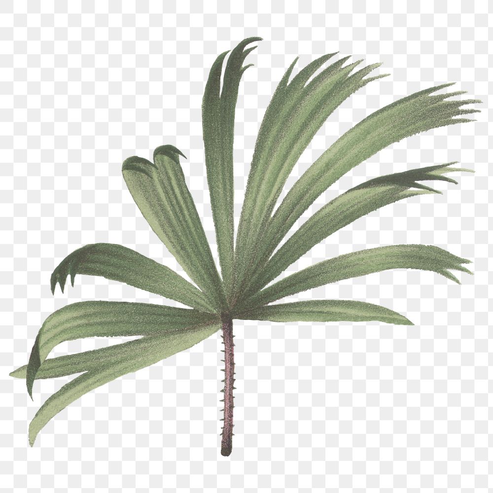 PNG mangrove fan palm leaf sticker, transparent background