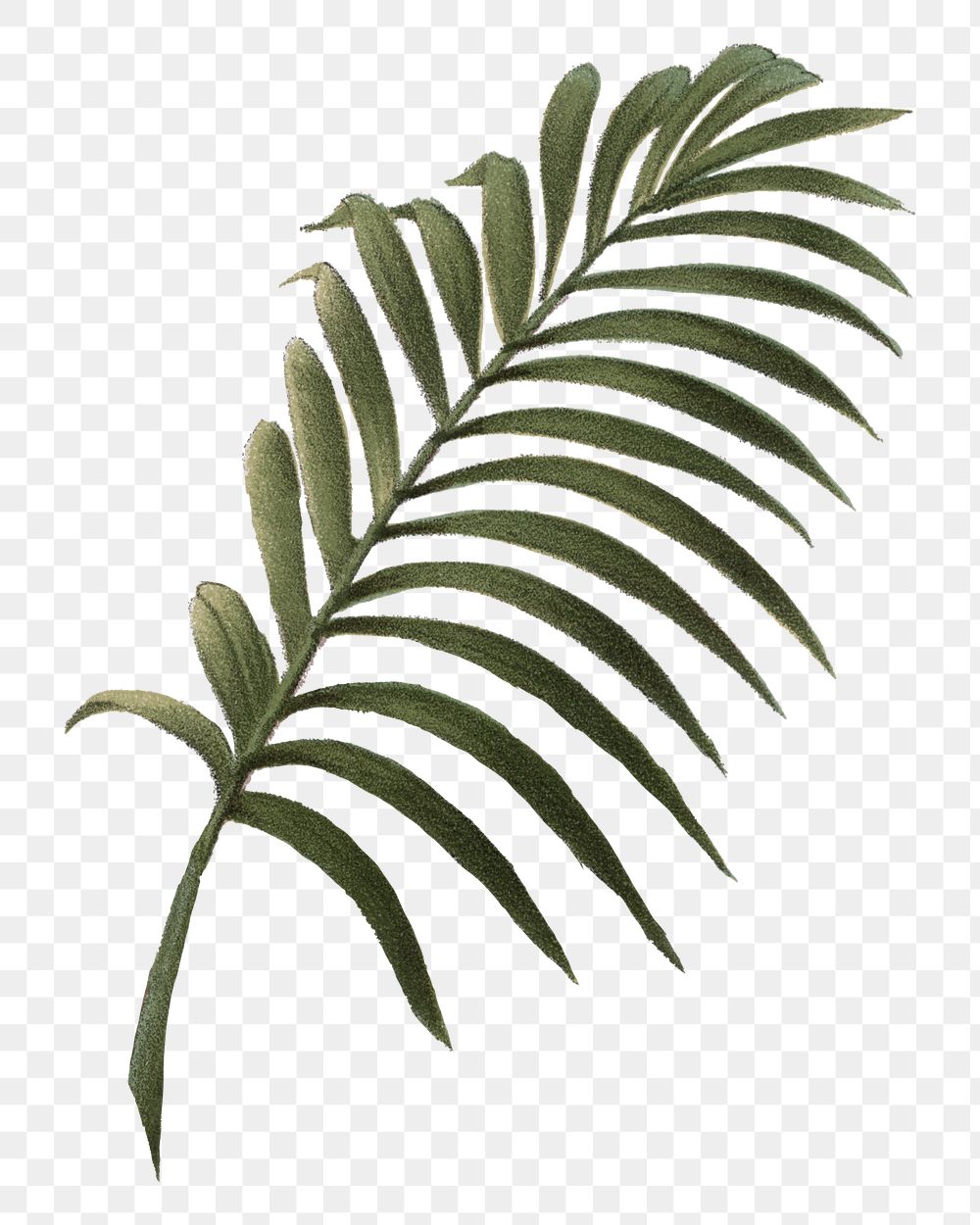 Palm leaf png vintage plant sticker, transparent background