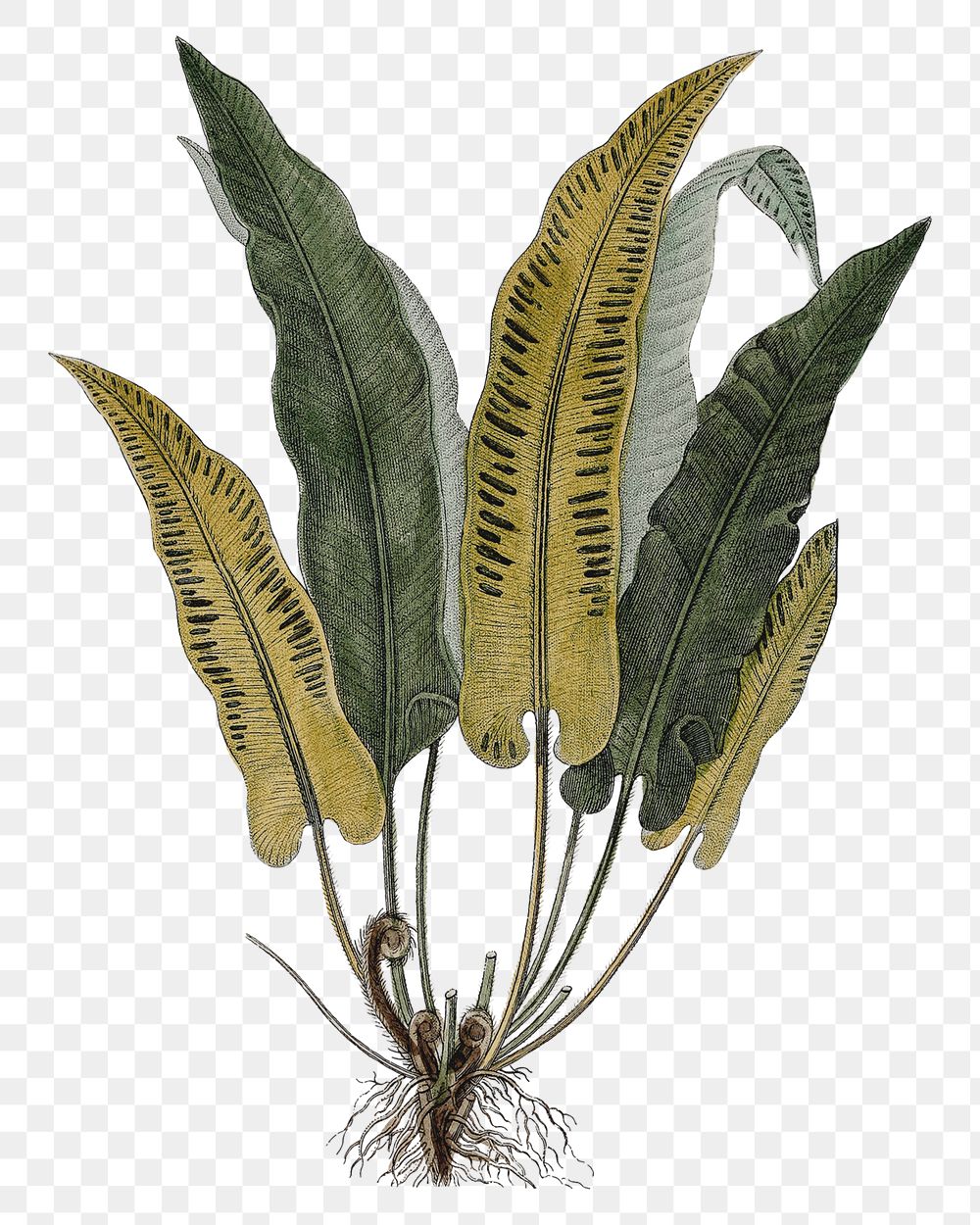 Vintage plant png hart's-tongue fern sticker, transparent background