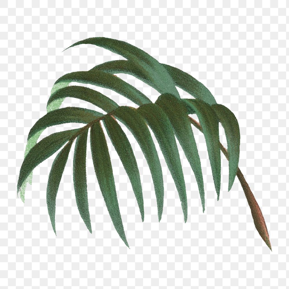 Palm leaf png tropical plant sticker, transparent background