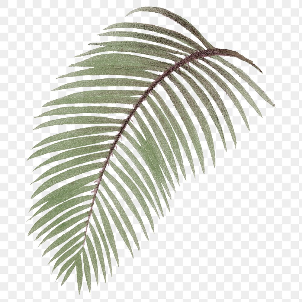 Palm leaf png tropical plant sticker, transparent background