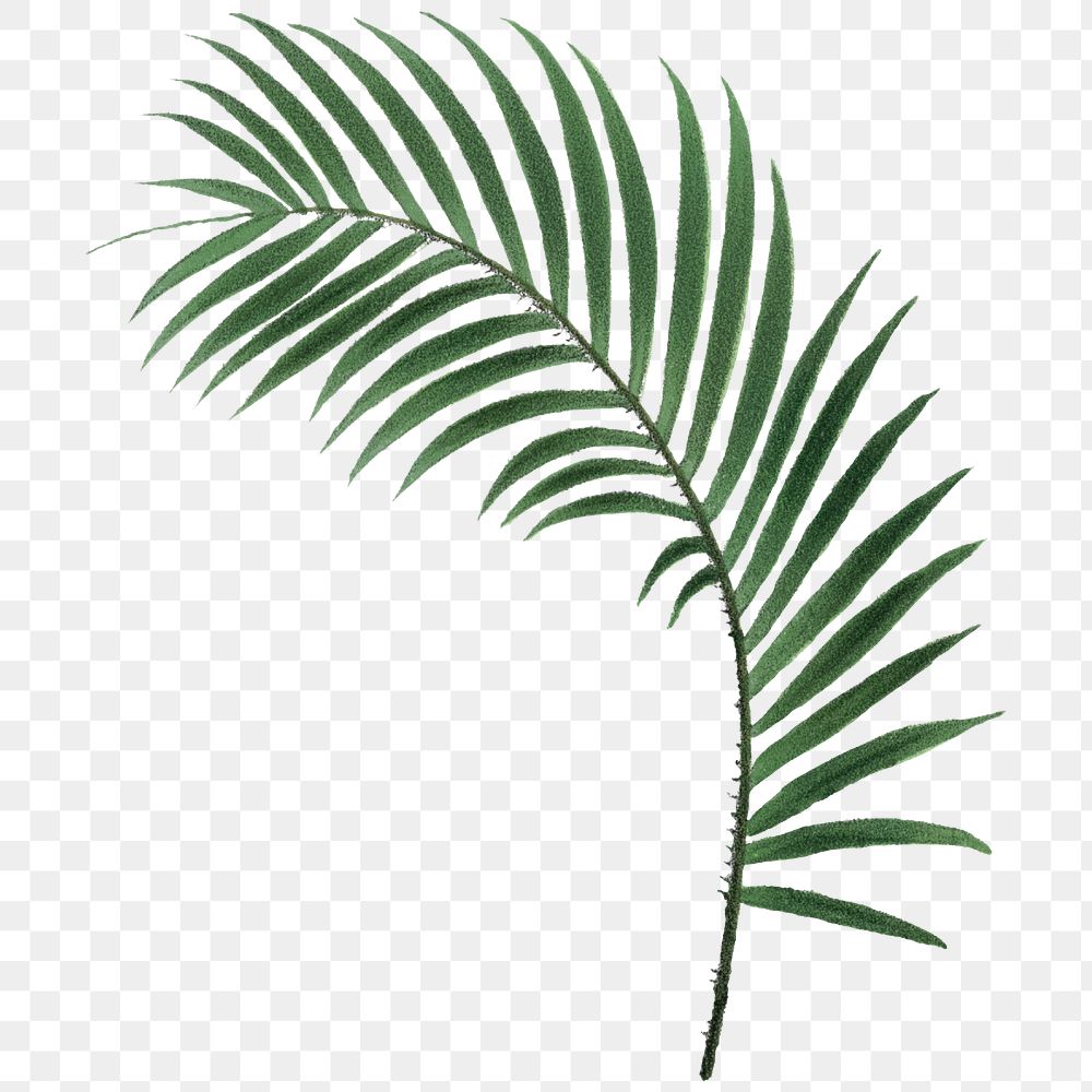 Palm leaf png tropical plant sticker, transparent background