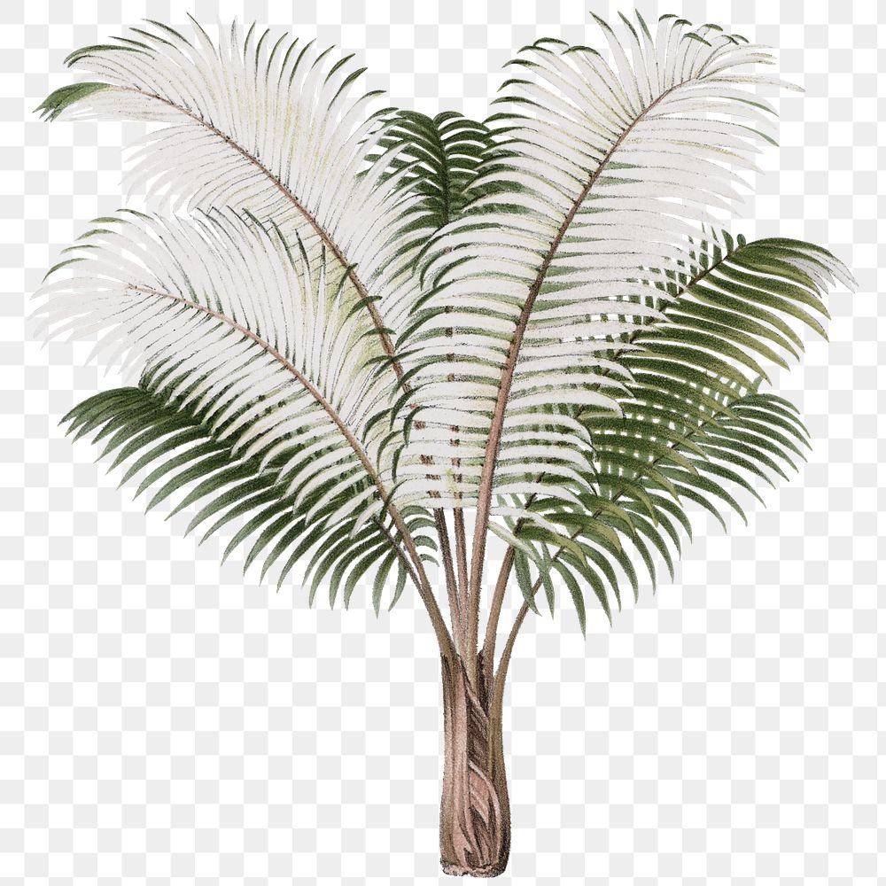 PNG vintage palm tree sticker, transparent background