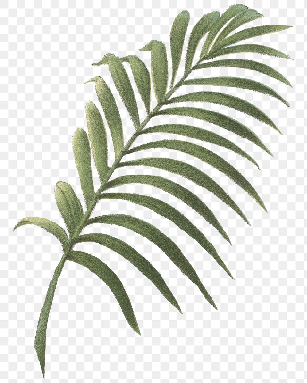 Palm leaf png tropical plant sticker, transparent background