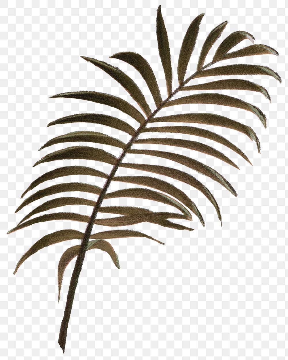 PNG palm leaf sticker, transparent background