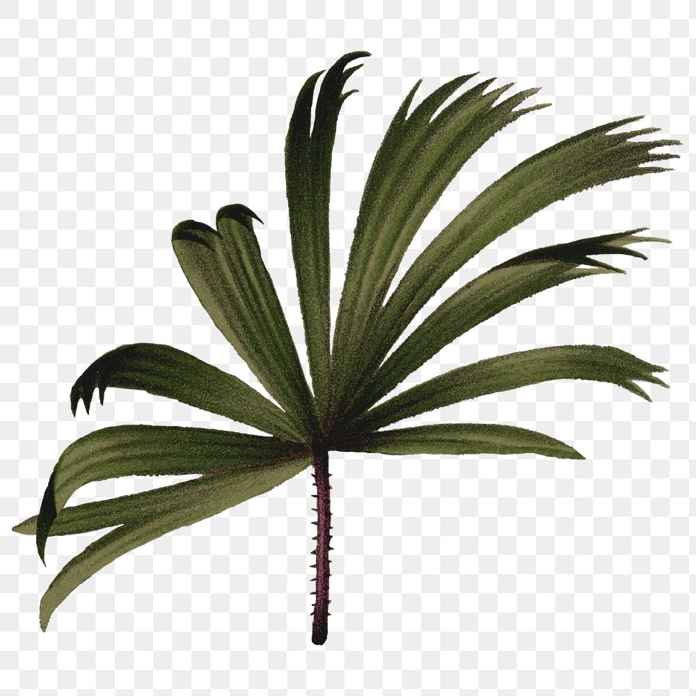 PNG mangrove fan palm leaf sticker, transparent background