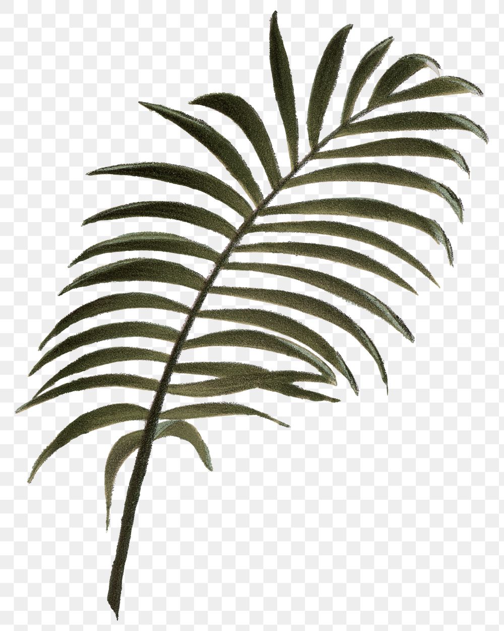 Palm leaf png vintage plant sticker, transparent background