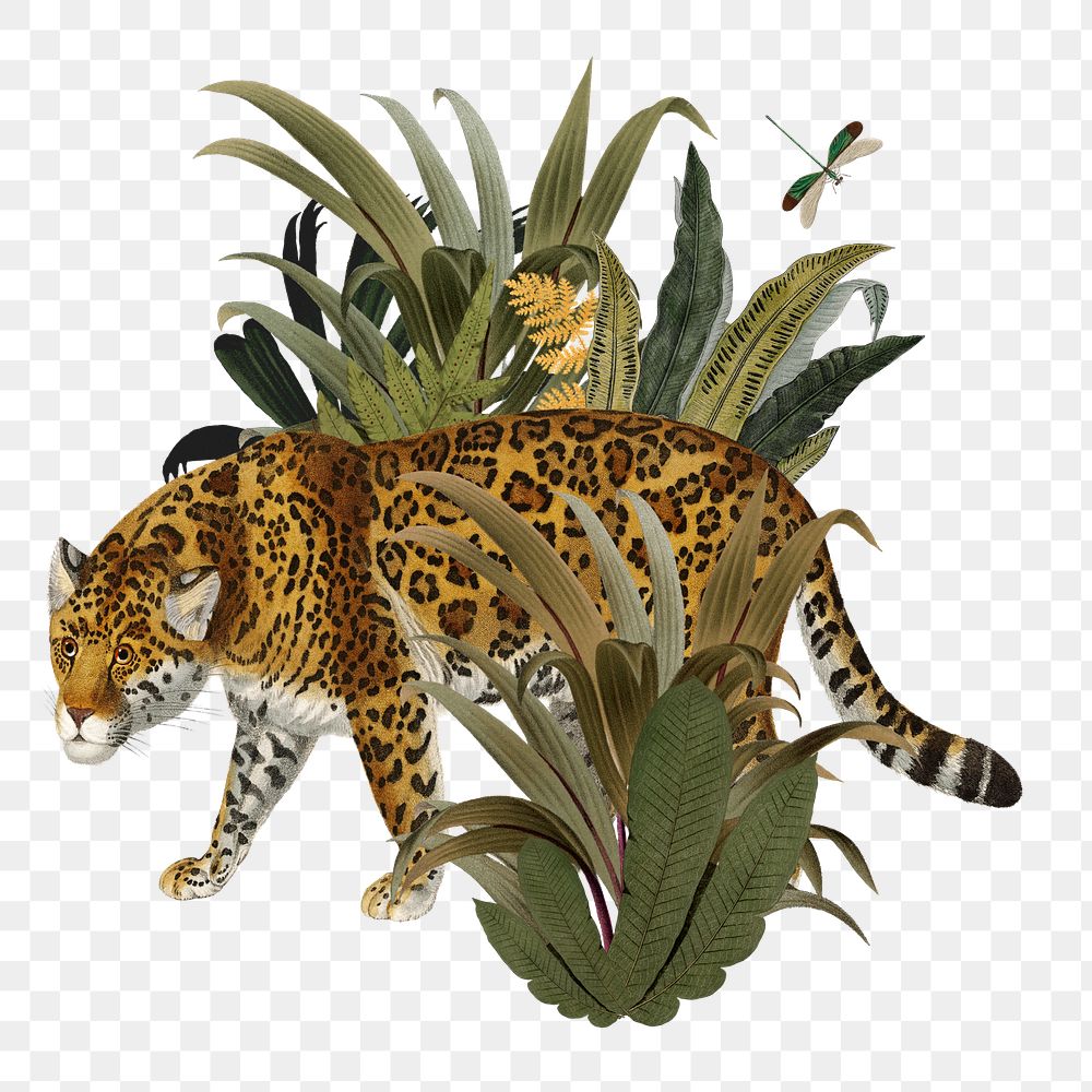 Vintage jaguar png tiger sticker, transparent background