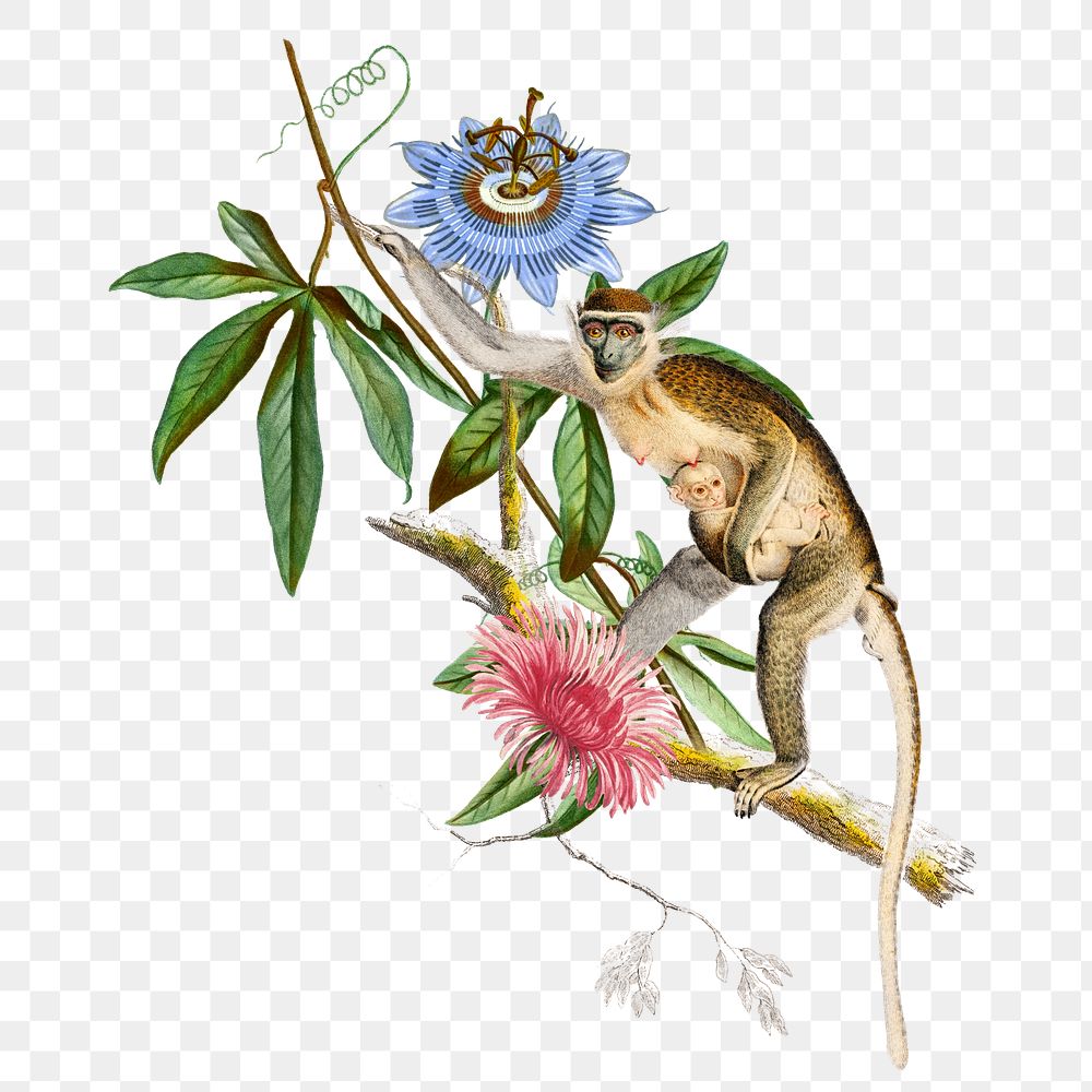 Grivet monkey png animal sticker, transparent background