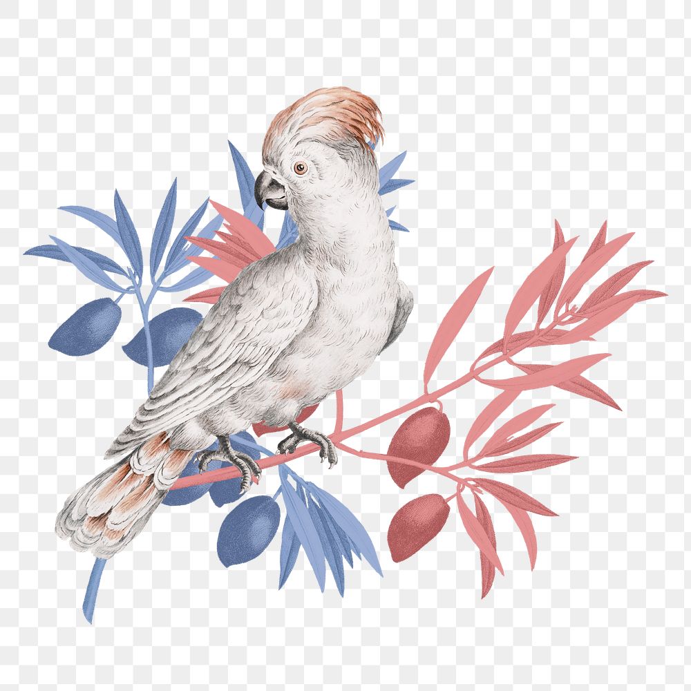 Cockatoo bird png sticker, transparent background