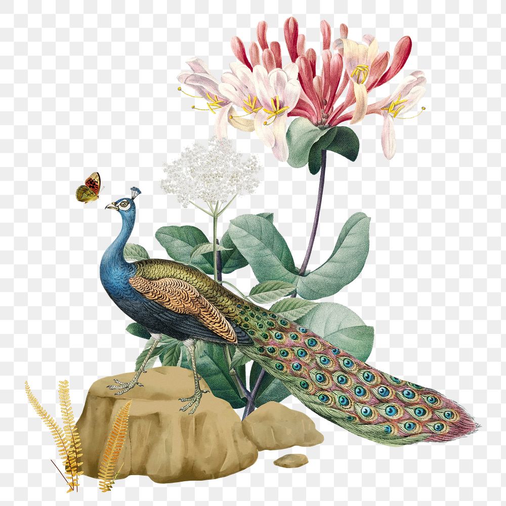 Floral peacock png bird sticker, transparent background