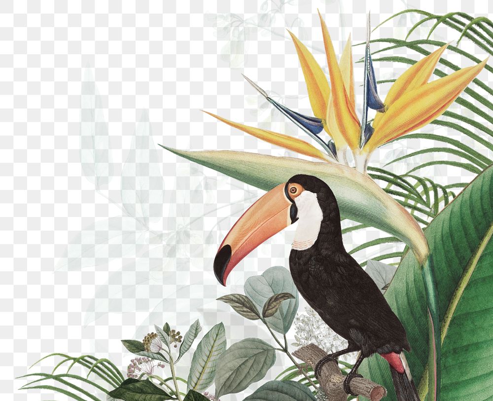 Tropical exotic png bird border, transparent background