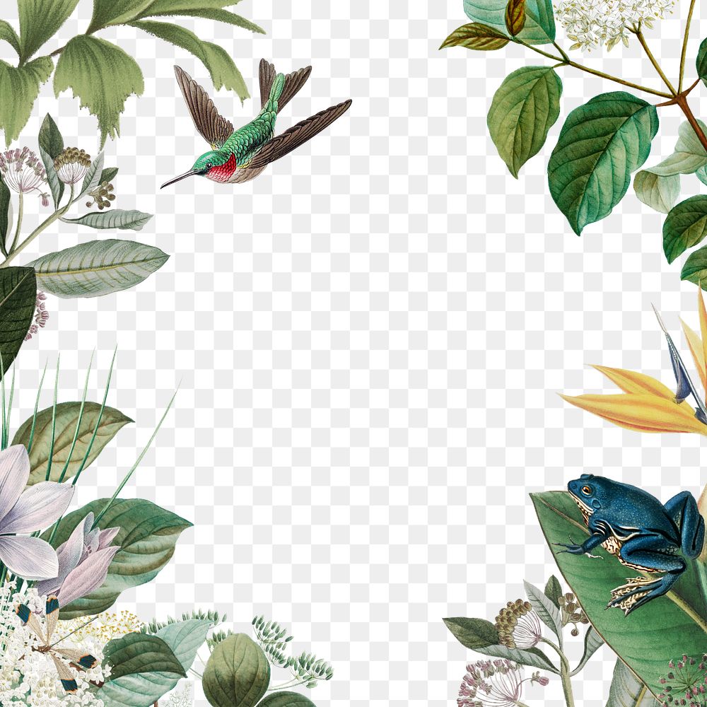 Tropical jungle png frame, transparent background