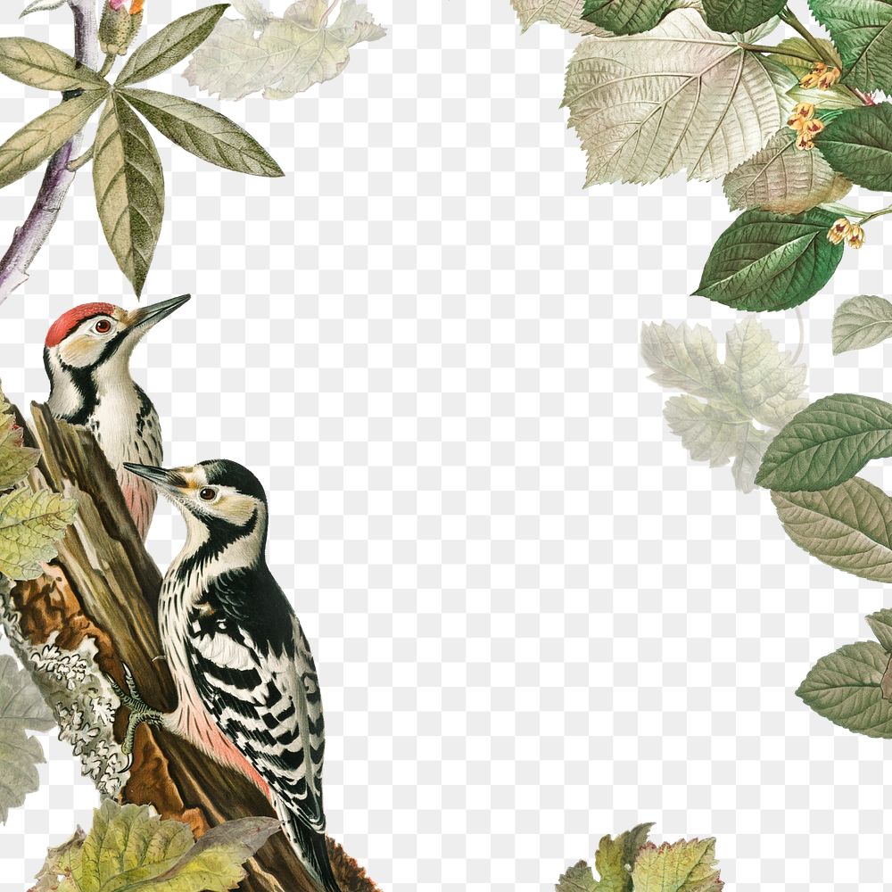 Exotic birds png wildlife, transparent background