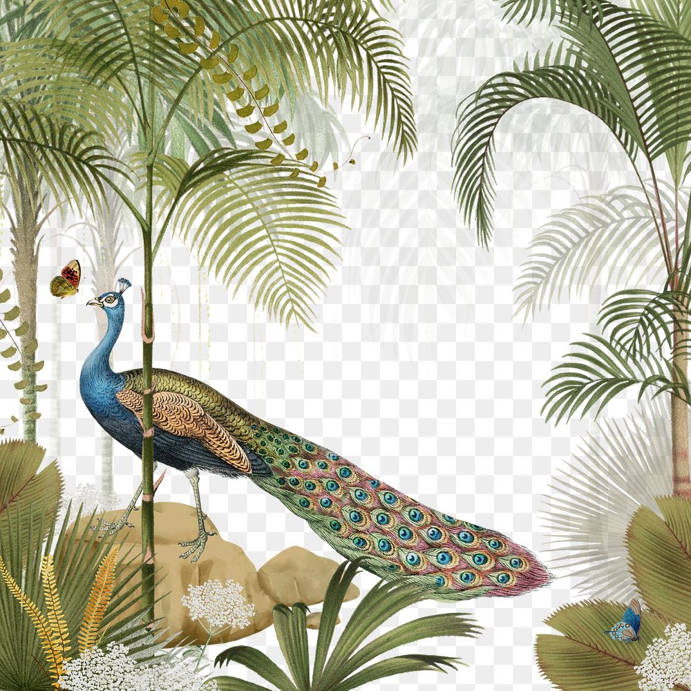 Exotic peacock png, transparent background