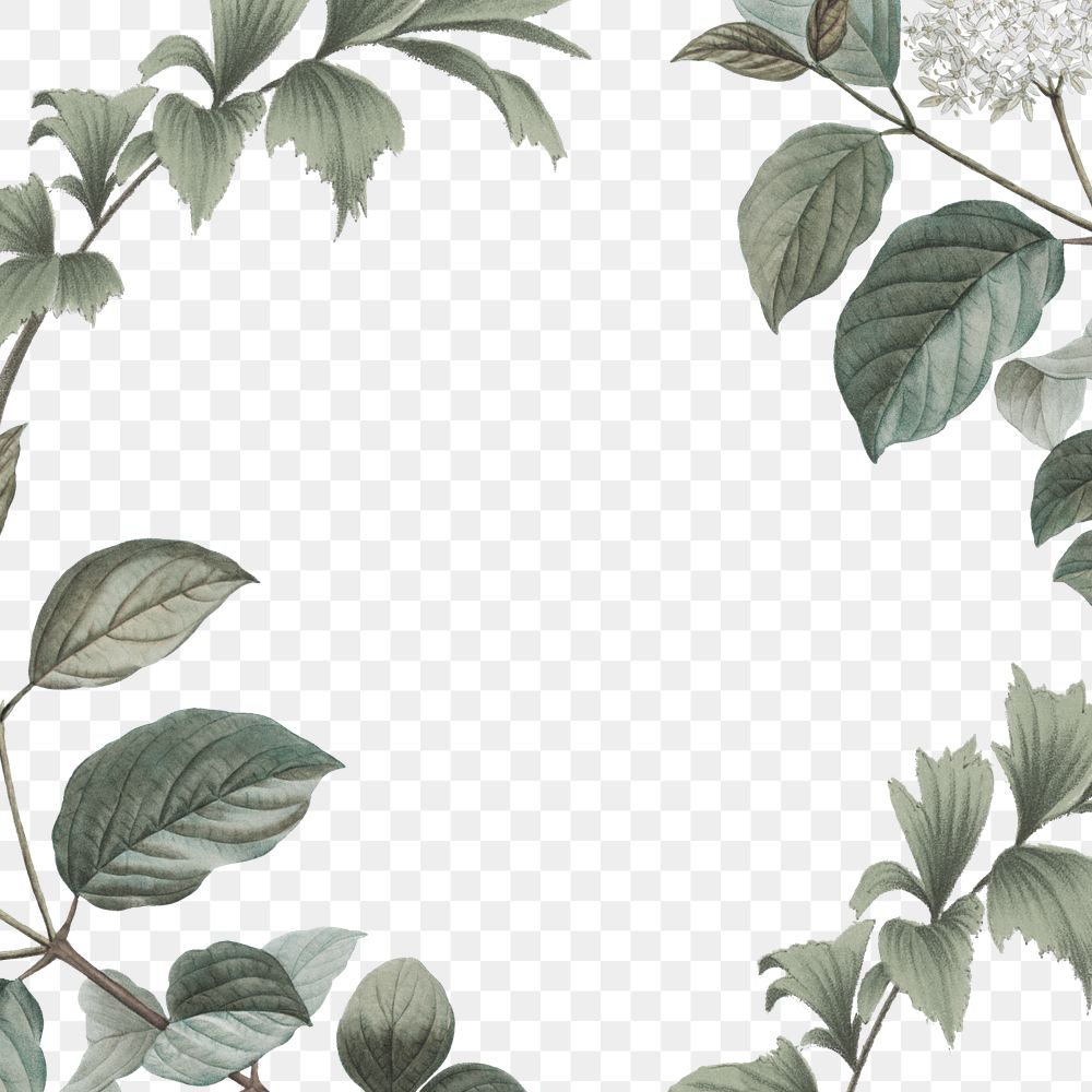 Vintage leaf png frame, transparent background