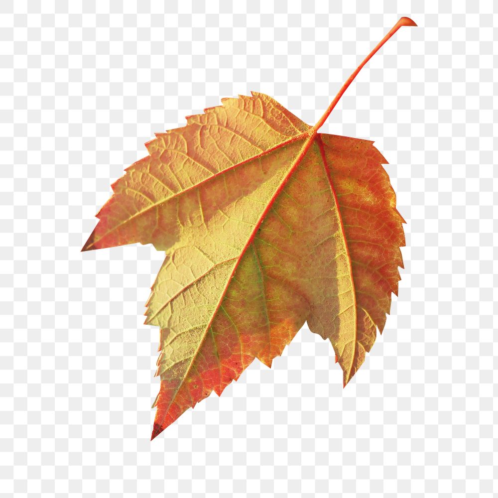 Autumn leaf  png sticker, transparent background