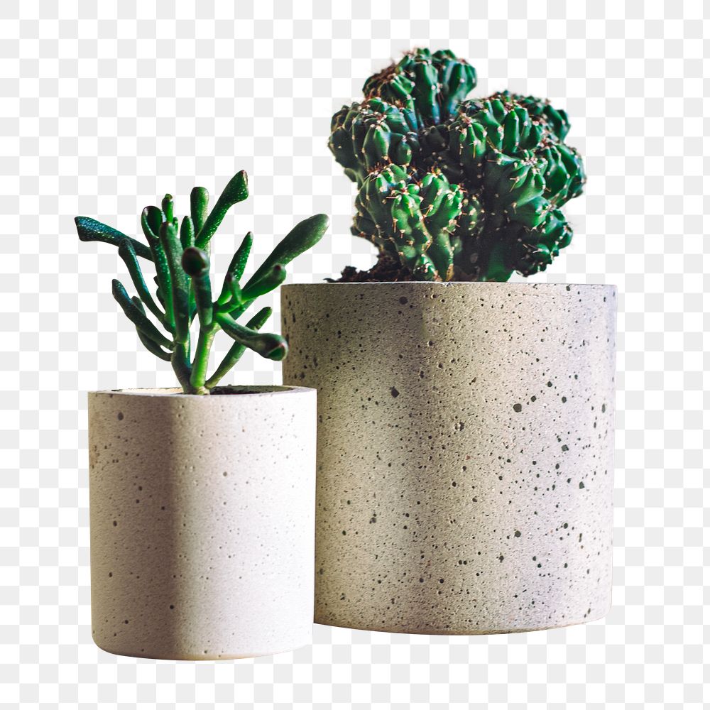 Cactus and succulent  png sticker, transparent background