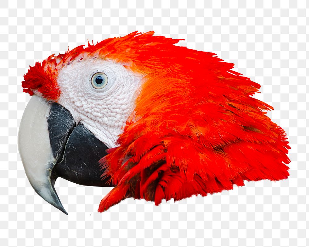 Red parrot png sticker, transparent background
